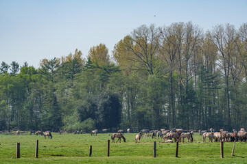 Wildpferde im Münsterland