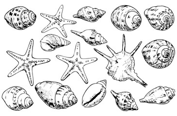 Vector illustration of various seashells and starfish in detailed black and white line art. The marine-themed collection captures natural textures and shapes, perfect for beach, ocean, and nautical de