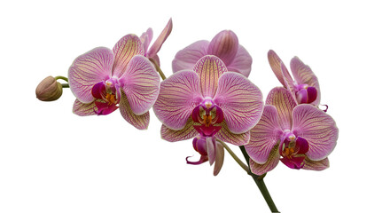 Obraz premium Pink orchids on black background