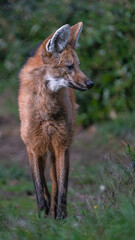 Portrait of a Maned Wolf (Chrysocyon brachyurus)