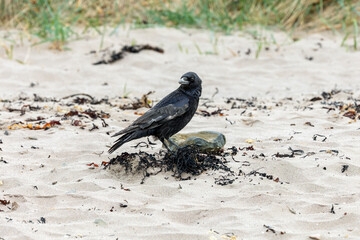 Black Crows Standing on Sandy Beach Near Sand Dune