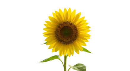 Obraz premium Sunflower against black background