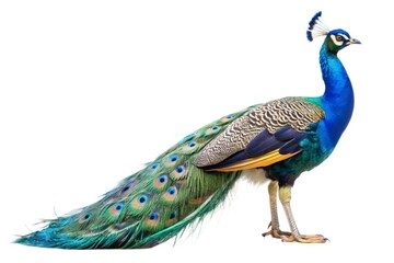 peacock isolated on white background