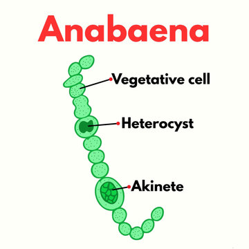 Anabena with parts labelled microorganism microbiology science illustration
