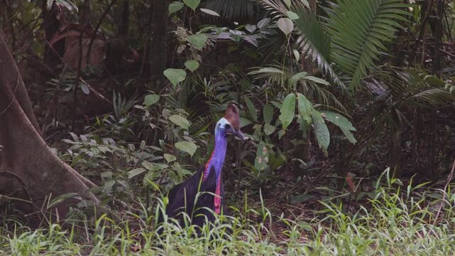 A cassowary in the Daintree Rainforest Australia