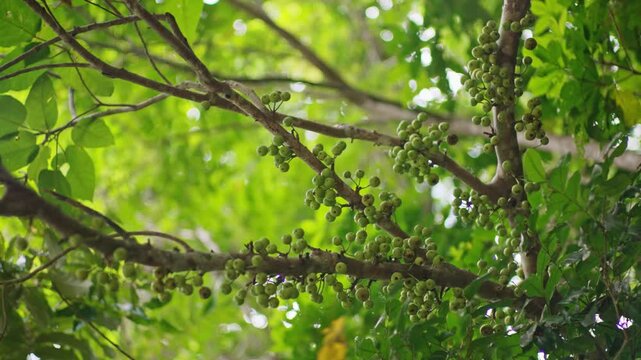 Clusters of figs on tree in daintree rainforest