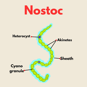 nostoc with parts labelled microorganism microbiology science illustration