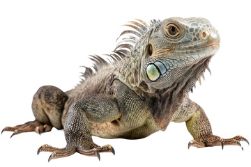 Obraz premium common green American iguana - Iguana iguana - is a large, arboreal, mostly herbivorous species of lizard Isolated on white background. PNG
