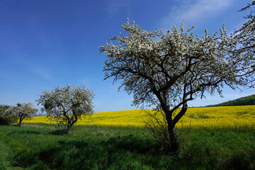 Apfelb&auml;ume am Rapsfeld