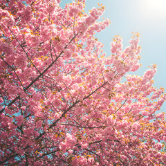 pink cherry blossom in spring