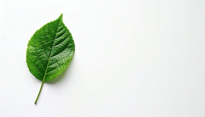 A Singular Leaf's Beauty: The elegant simplicity of a vibrant, textured green leaf isolated, a minimalist depiction of nature's delicate art.