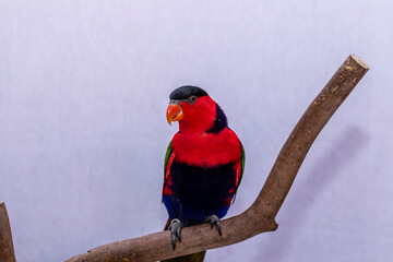 Lory Parrot (Lorius lory) on wooden perch with white background.