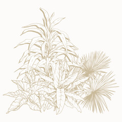 Tropical plant clip art. Hand drawn isolated element for design. Botanical illustration in line art style.