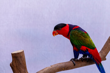 Lory Parrot (Lorius lory) on wooden perch with white background.