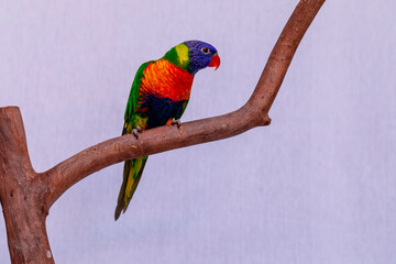 Parrot Trichoglossus moluccanus on wooden perch