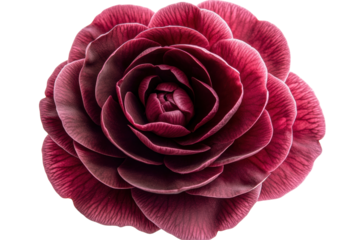 Deep crimson camellia blossom a breathtaking study in rich texture and color against a stark on transparent background