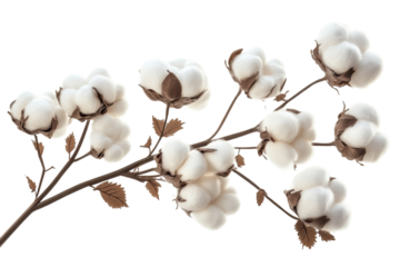 Delicate cotton branch blossoms on black background showcasing fluffy white bolls and brown on transparent background
