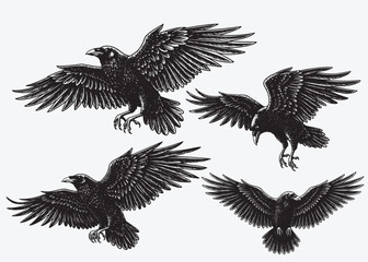 Fototapeta premium Raven in flight engraving style