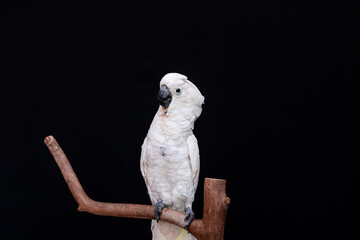 White cockatoo closeup with black background.