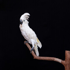 White cockatoo closeup with black background.