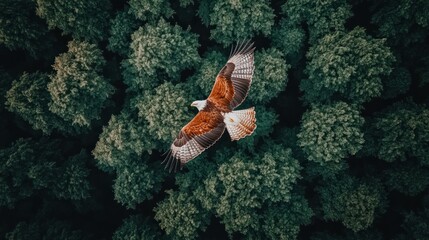Eagle soaring over dense forest canopy; aerial view