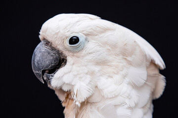 White cockatoo closeup with black background.