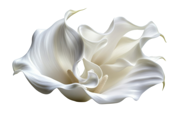 Elegant white calla lilies dance on black showcasing their delicate curves and soft texture on transparent background