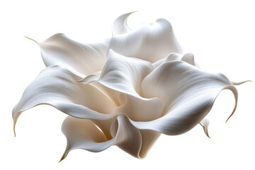 Elegant white Calla lily blossoms dance in dramatic light against a black backdrop showcasing on transparent background