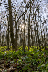 Sunny day in the spring forest