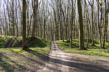 Dirt road in the spring forest