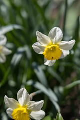 White daffodil in the spring garden