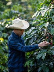 Smart farmer using laptop in green coffee farm sustainable quality control agriculture technology Harvest coffee bean ripe Red berries typing laptop computer check quality control plant coffee tree.