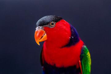 Lory Parrot (Lorius lory) on wooden perch with white background.
