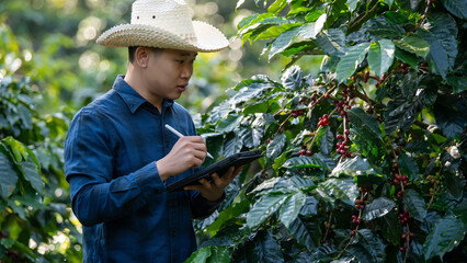 Smart farmer using laptop in green coffee farm sustainable quality control agriculture technology Harvest coffee bean ripe Red berries typing laptop computer check quality control plant coffee tree.
