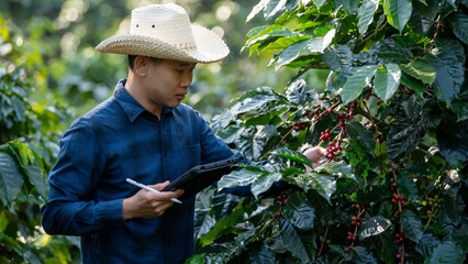 Smart farmer using laptop in green coffee farm sustainable quality control agriculture technology Harvest coffee bean ripe Red berries typing laptop computer check quality control plant coffee tree.