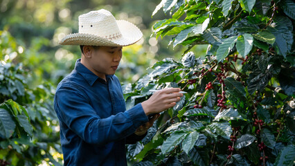 Smart farmer using laptop in green coffee farm sustainable quality control agriculture technology Harvest coffee bean ripe Red berries typing laptop computer check quality control plant coffee tree.