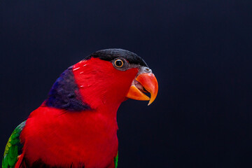 Lory Parrot (Lorius lory) on wooden perch with white background.