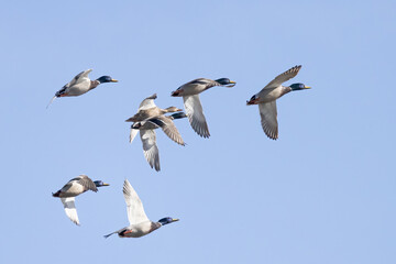 Obraz premium Mallard