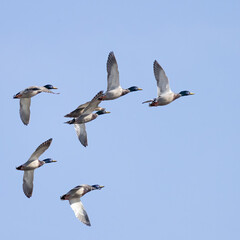 Mallard