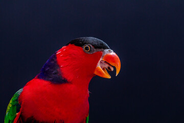 Lory Parrot (Lorius lory) on wooden perch with white background.