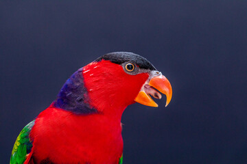 Lory Parrot (Lorius lory) on wooden perch with white background.