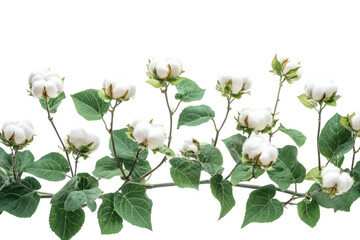 Lush cotton plant branch with fluffy white bolls against a stark black background showcasing on transparent background