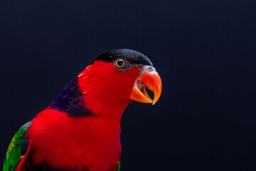 Lory Parrot (Lorius lory) on wooden perch with white background.