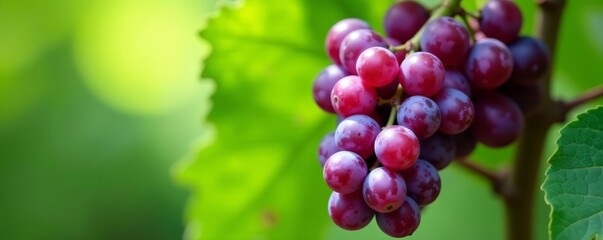 Bunch of juicy purple grapes with green leaves, juicy, plant, wine
