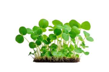 Lush green clover sprouts thriving on rich soil against a stark black background vibrant on transparent background