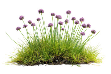 Lush green grass patch with vibrant purple chive flowers isolated on black background on transparent background