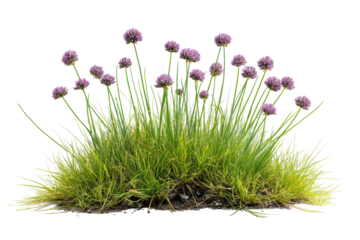 Lush green grass patch with vibrant purple chive flowers isolated on black background on transparent background