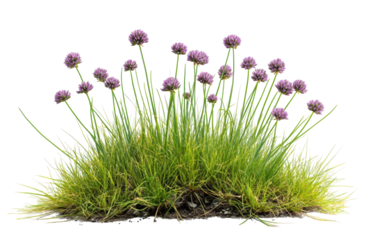Lush green grass patch with vibrant purple chive flowers isolated on black background on transparent background