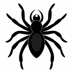 Sleek Tarantula Outline Illustration