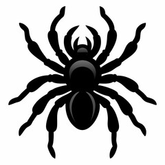 Sleek Tarantula Outline Illustration